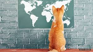 cat looking at a map